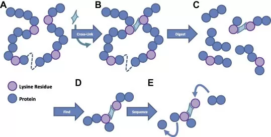 The typical analysis of a cross-linked sample by shotgun proteomics